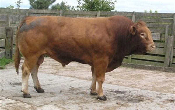 Bull Fertility