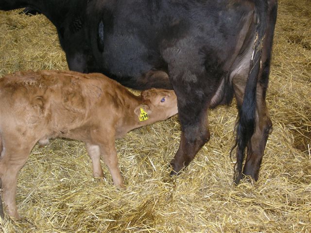 5 calf suckling inhibiting cyclicity