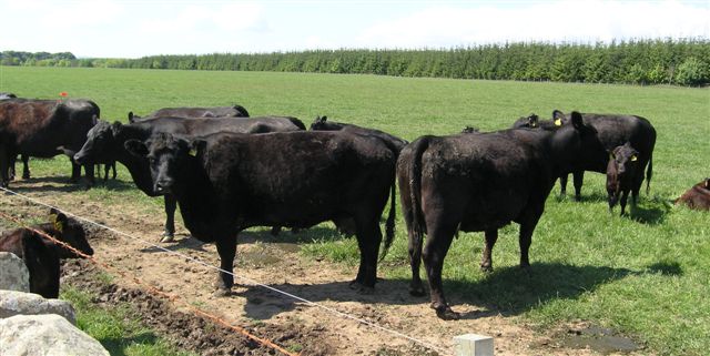 6 beef suckler cow calving in moderate to good BCS