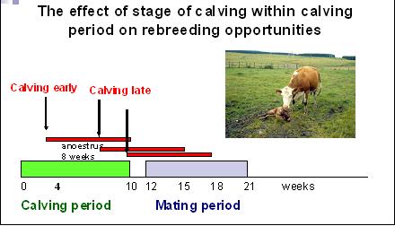 Stage Calving