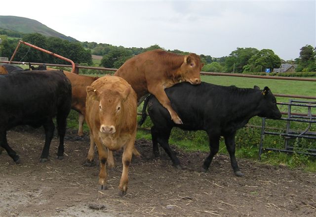 1 heifers ready to breed