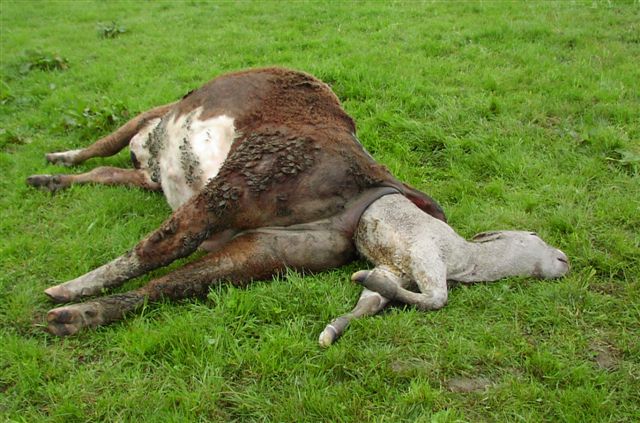 3 high levels of calving problems (dystocia)