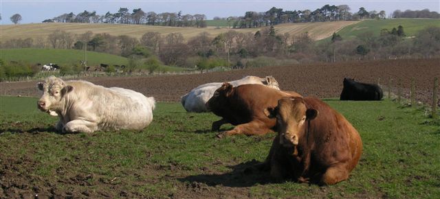 9 bulls limiting herd fertility performance