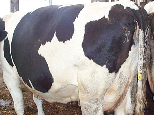 2 dairy herd fertility body condition anoestrus