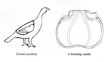 Turkey saddle