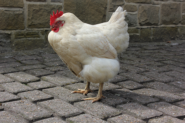 6.Typical stance of hen with egg peritonitis