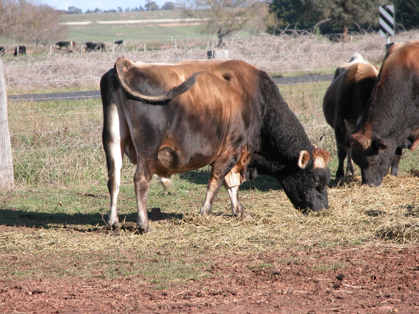 Managing heifer fertility F2