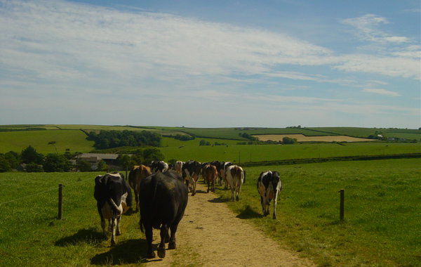Cow Tracks
