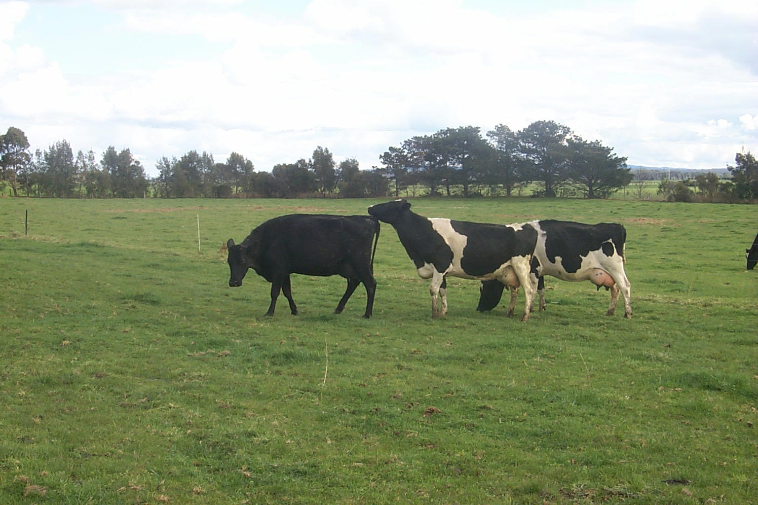 1 dairy herd fertility