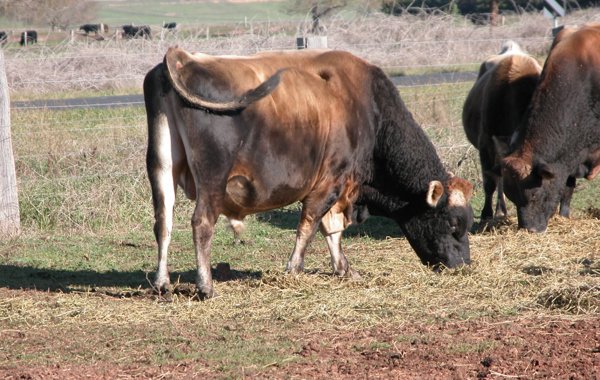 Managing heifer fertility