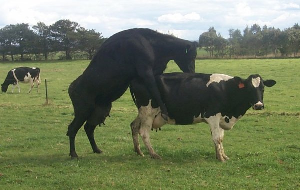 Fertility - treating the herd