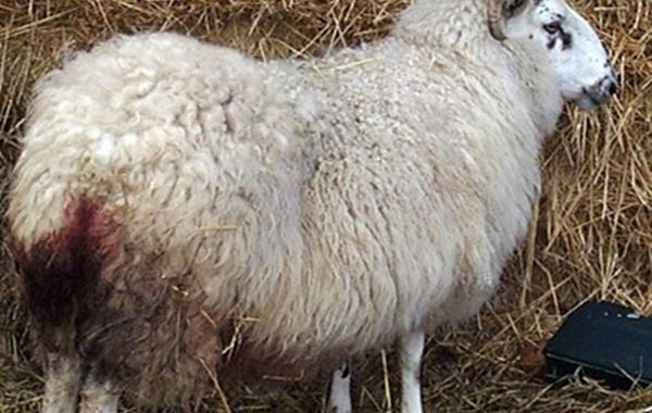 Abortion in Sheep