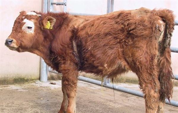 Bovine Viral Diarrhoea