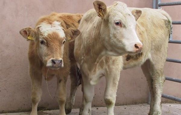 Calf Pneumonia Suckler Herd