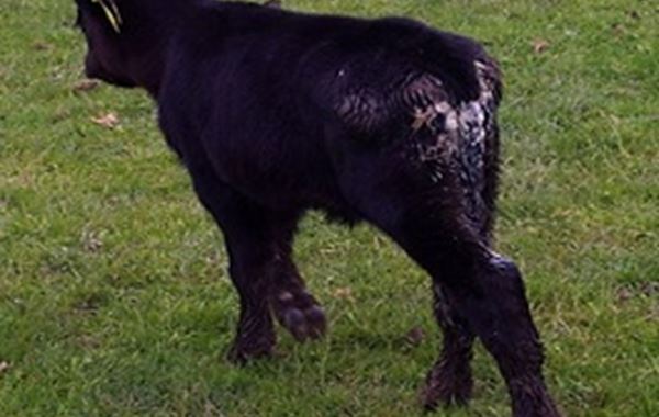 Calf Scour Suckler Herd