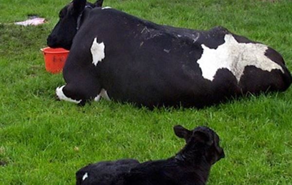 Calf Scour Dairy Herd