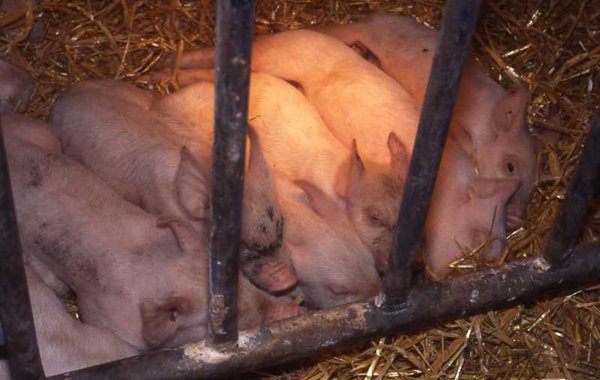 Coccidiosis in Piglets