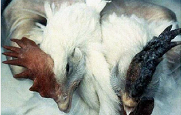 Part 5 - Respiratory Diseases