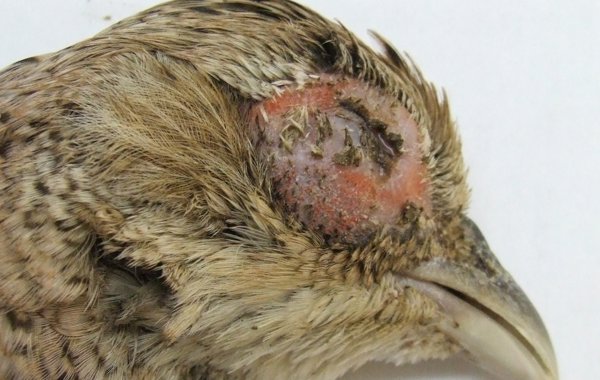 Mycoplasma (Bulgy Eye)