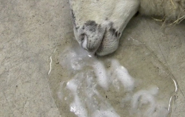 OPA