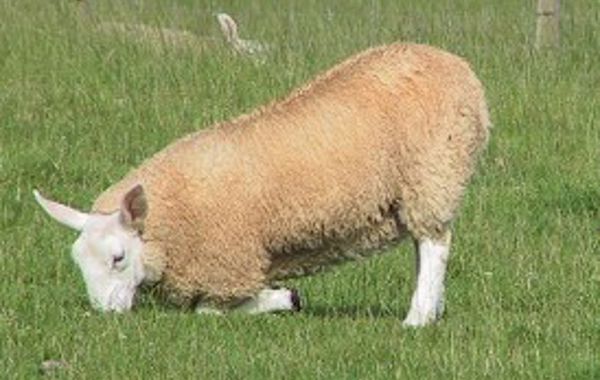Sheep Lameness