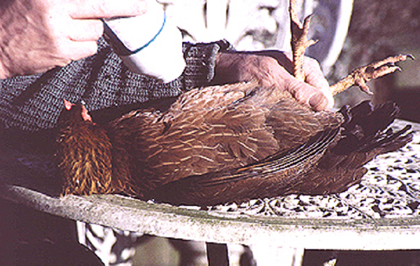 Part 4 - External and Internal Parasites of Chickens