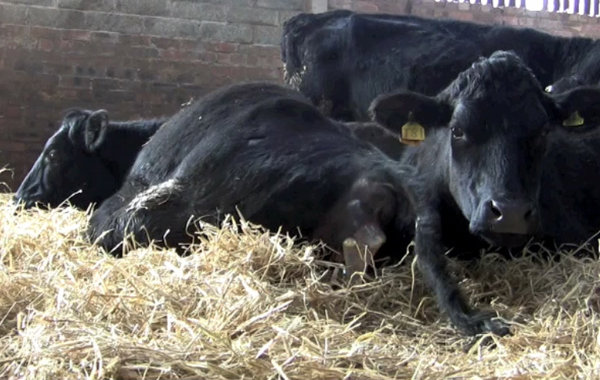 Calving - the basics