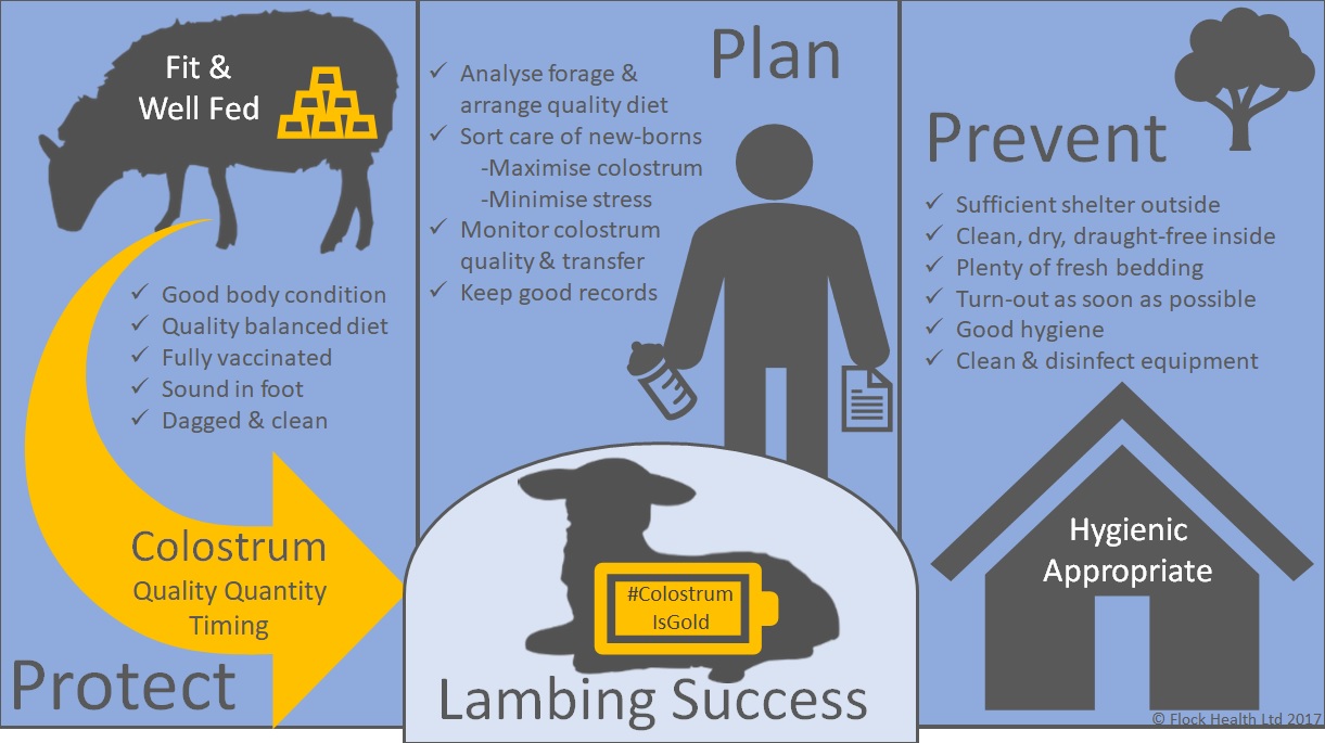Neonatal nutrition and new born lamb care