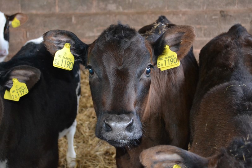 The Newborn Calf - Achieving the best start