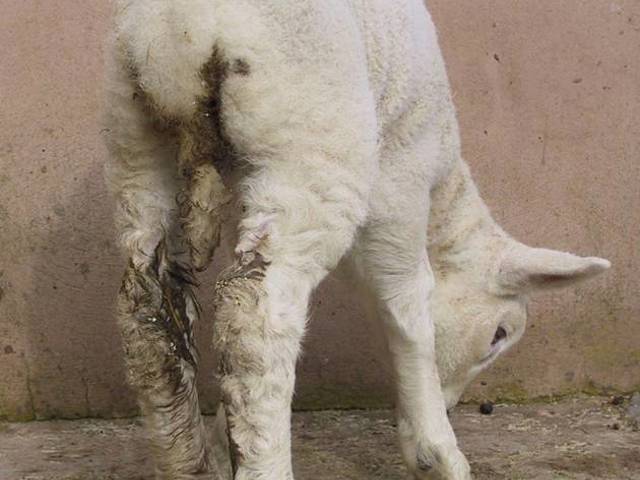 What causes blowfly?