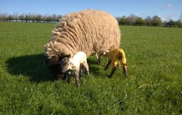 Pre and Post Lambing Nutrition