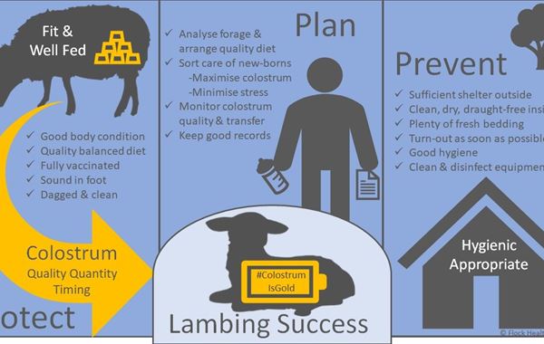 Neonatal nutrition and new born lamb care