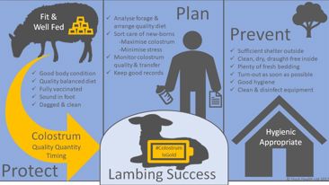 Neonatal nutrition and new born lamb care