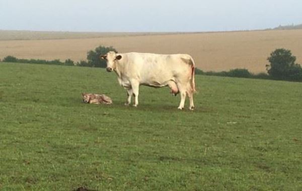 Feeding the beef cow pre and post calving