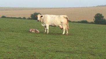 Feeding the beef cow pre and post calving