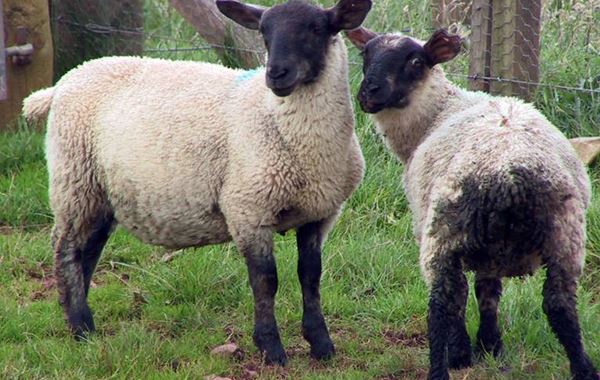Nematodirosis in Lambs