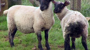 Nematodirosis in Lambs
