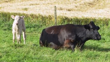 Grass Staggers
