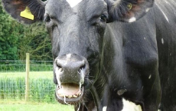 Preventing Lungworm in Cattle