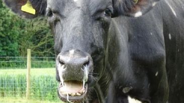 Preventing Lungworm in Cattle