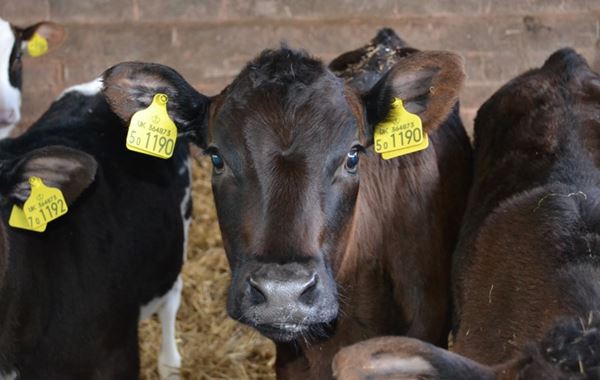 The Newborn Calf - Achieving the best start