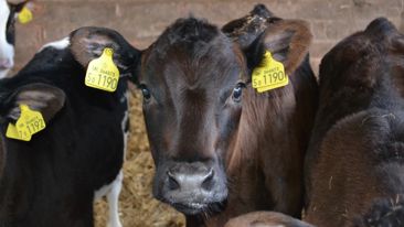 The Newborn Calf - Achieving the best start