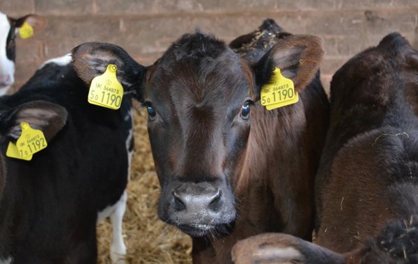 The Newborn Calf - Achieving the best start