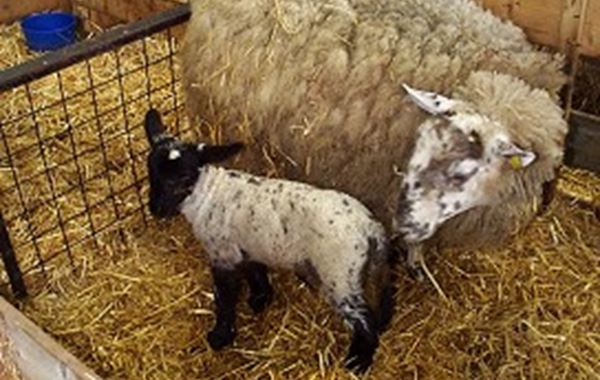 Lambing Losses Birth to Weaning