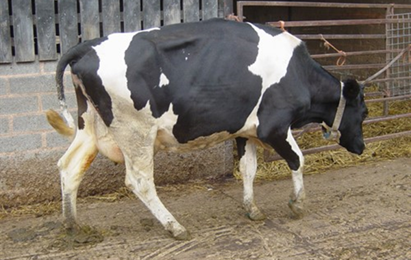 Dairy Lameness