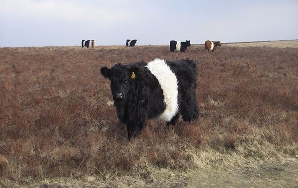 Feeding the beef cow for bulling and early pregnancy