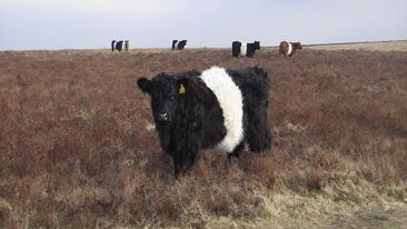 Feeding the beef cow for bulling and early pregnancy