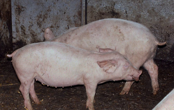Acute respiratory disease in growing pigs