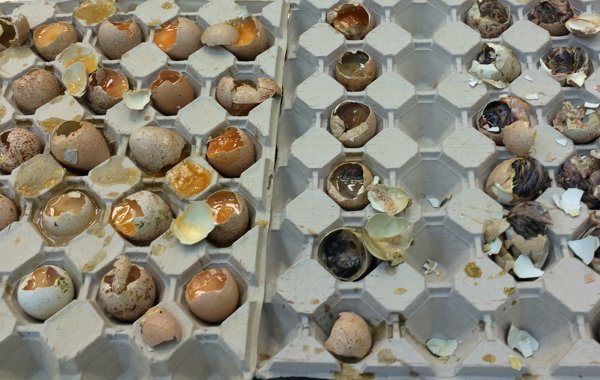 Hatchery management
