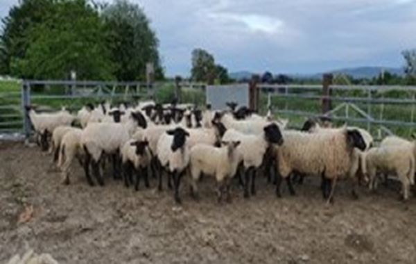Ewe nutrition pre tupping to early pregnancy
